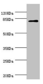 DPP3 Antibody in Western Blot (WB)