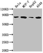 GRHL1 Antibody in Western Blot (WB)