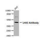 LHX3 Polyclonal Antibody