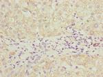 PDCD2L Antibody in Immunohistochemistry (Paraffin) (IHC (P))