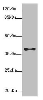 PDCD2L Antibody in Western Blot (WB)