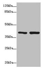 PDCD2L Antibody in Western Blot (WB)
