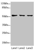 TSCOT Antibody in Western Blot (WB)