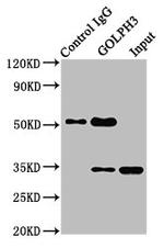 GOLPH3 Antibody in Western Blot (WB)