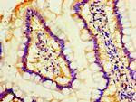 MOB1 Antibody in Immunohistochemistry (Paraffin) (IHC (P))