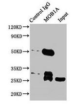 MOB1 Antibody in Western Blot (WB)