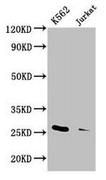 MOB1 Antibody in Western Blot (WB)
