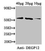 DEGP12 Polyclonal Antibody