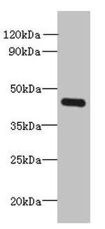FAM105A Antibody in Western Blot (WB)