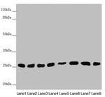 CHCHD3 Antibody in Western Blot (WB)