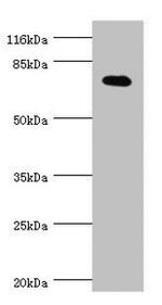 KV4.2 (KCND2) Polyclonal Antibody