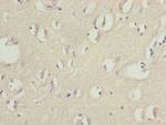 CNPY3 Antibody in Immunohistochemistry (Paraffin) (IHC (P))