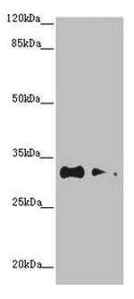 CNPY3 Antibody in Western Blot (WB)