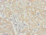 USP26 Antibody in Immunohistochemistry (Paraffin) (IHC (P))