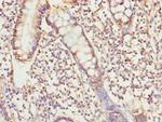 USP26 Polyclonal Antibody