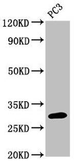 MRO Antibody in Western Blot (WB)