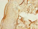 UBXN6 Antibody in Immunohistochemistry (Paraffin) (IHC (P))