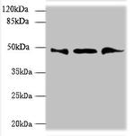 UBXN6 Antibody in Western Blot (WB)