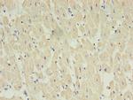 ALS2CR2 Antibody in Immunohistochemistry (Paraffin) (IHC (P))