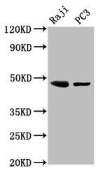 ALS2CR2 Antibody in Western Blot (WB)