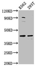 XKR8 Polyclonal Antibody