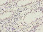 GRPEL1 Antibody in Immunohistochemistry (Paraffin) (IHC (P))