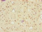 NRXN3 Antibody in Immunohistochemistry (Paraffin) (IHC (P))
