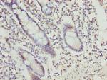 OSGEP Polyclonal Antibody
