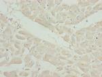 OSGEP Polyclonal Antibody