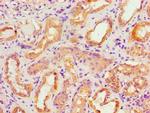 ACTR3B Antibody in Immunohistochemistry (Paraffin) (IHC (P))