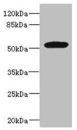 MARCO Polyclonal Antibody