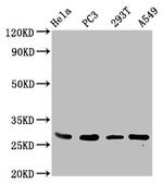 EFHD1 Antibody in Western Blot (WB)