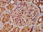 FICD Antibody in Immunohistochemistry (Paraffin) (IHC (P))