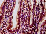 FICD Antibody in Immunohistochemistry (Paraffin) (IHC (P))