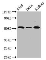 FICD Antibody in Western Blot (WB)