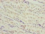 CEP44 Antibody in Immunohistochemistry (Paraffin) (IHC (P))