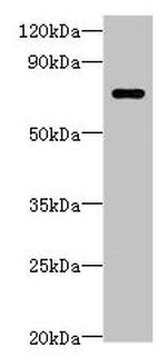 LRRC40 Polyclonal Antibody