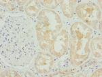 COG4 Antibody in Immunohistochemistry (Paraffin) (IHC (P))