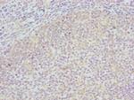 COG4 Antibody in Immunohistochemistry (Paraffin) (IHC (P))
