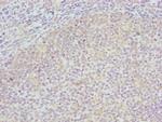 COG4 Polyclonal Antibody