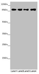 COG4 Antibody in Western Blot (WB)