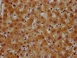 PRDM11 Antibody in Immunohistochemistry (Paraffin) (IHC (P))