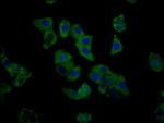 C1GALT1 Polyclonal Antibody