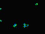 UVRAG Polyclonal Antibody