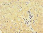 UVRAG Antibody in Immunohistochemistry (Paraffin) (IHC (P))
