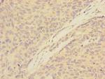 ATXN10 Polyclonal Antibody