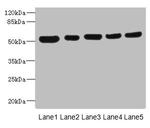 ATXN10 Antibody in Western Blot (WB)
