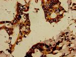 RBPJL Antibody in Immunohistochemistry (Paraffin) (IHC (P))