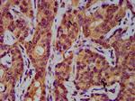 AASS Antibody in Immunohistochemistry (Paraffin) (IHC (P))