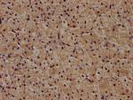 ZRANB1 Polyclonal Antibody